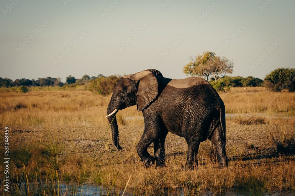 Fototapeta premium Einzelner Afrikanischer Elefant streift in der Abendsonne durch die Uferzone des Kwando (Caprivi, Namibia)