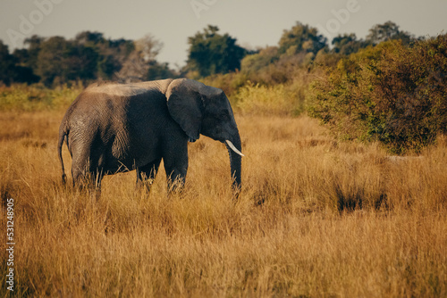 Einzelner Afrikanischer Elefant streift in der Abendsonne durch die Uferzone des Kwando  Caprivi  Namibia 