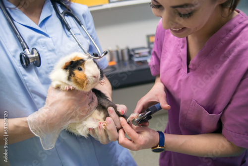 Women veterinarians examining and cutting claws of porpoise pet in veterinary clinic