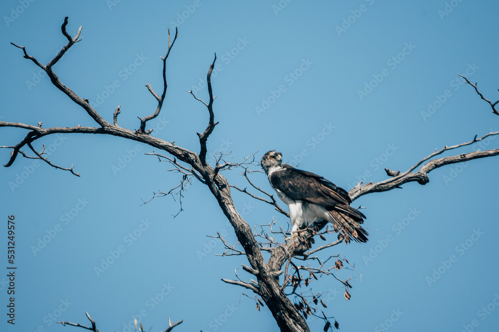Fischadler sitzt auf einem abgestorbenen Baum am Ufer des Kwando (Caprivi, Namibia) Fischadler sitzt auf einem abgestorbenen Baum am Ufer des Kwando (Caprivi, Namibia)