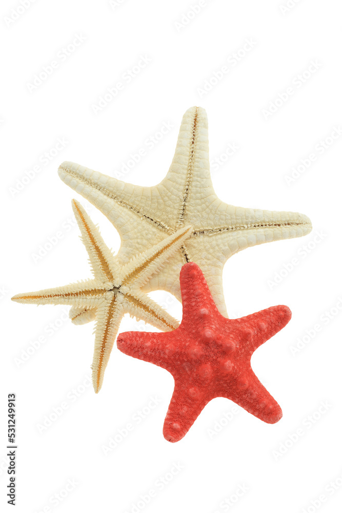 Isolated starfish combo isolated on transparency photo png file Isolated starfish combo isolated on transparency photo png file