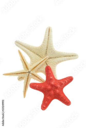 Isolated starfish combo  isolated on transparency photo png file 