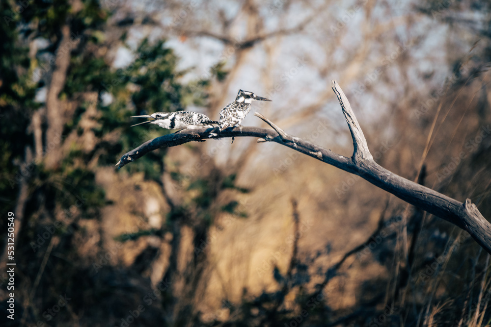 Zwei Graufischer (Ceryle rudis) auf einem Ast sitzend am Ufer des Kwando (Caprivi, Namibia) Zwei Graufischer (Ceryle rudis) auf einem Ast sitzend am Ufer des Kwando (Caprivi, Namibia)