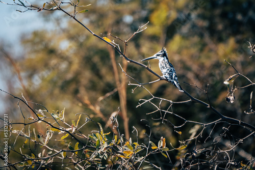 Graufischer (Ceryle rudis) auf einem Ast sitzend am Ufer des Kwando (Caprivi, Namibia) photo