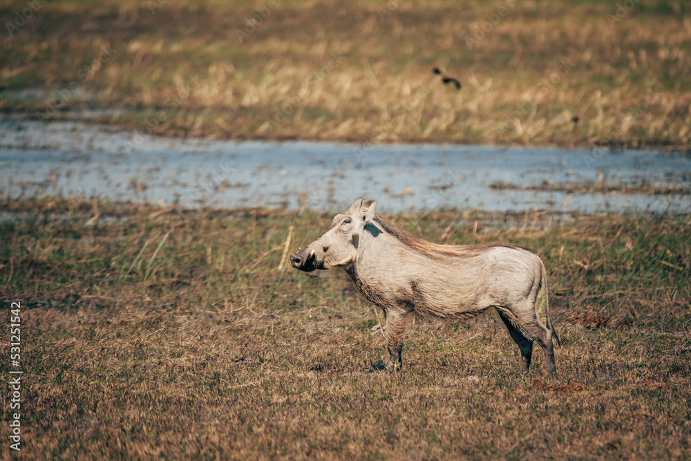 Obraz premium Warzenschwein im Marschland am Okavango (Caprivi, Namibia)