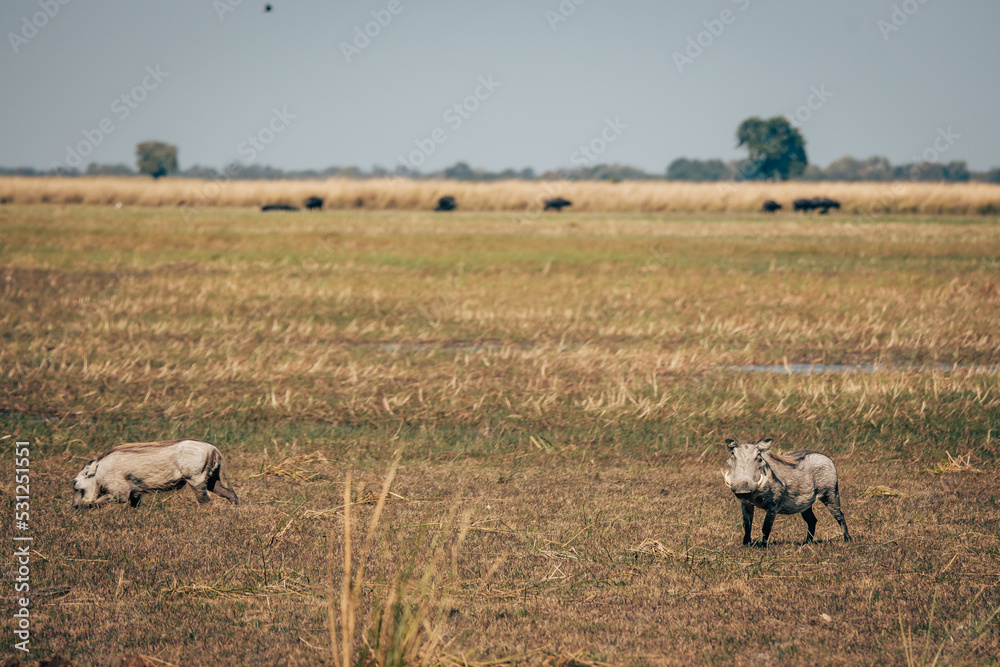Warzenschwein-Pärchen im Marschland am Okavango (Caprivi, Namibia)