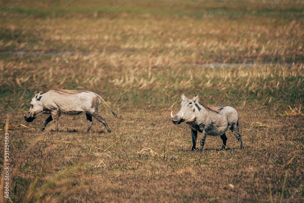 Warzenschwein-Pärchen im Marschland am Okavango (Caprivi, Namibia)