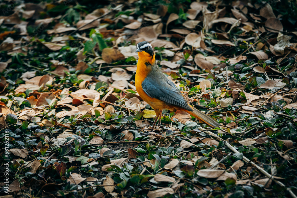 Weissbrauenrötel (Cossypha heuglini) auf dem Boden unter einem Baum (Caprivi; Namibia) Weissbrauenrötel (Cossypha heuglini) auf dem Boden unter einem Baum (Caprivi; Namibia)