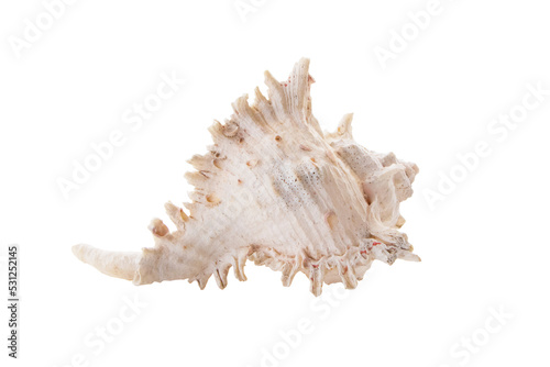 Border pattern form nature of white, yellow sea shells isolated on white background. winkles and caycay, could be used for spa, wedding or seaside shabby chic. Clipping Path (See Pectinidae)