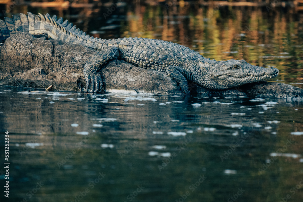 Großes Nilkrokodil liegt in der Abendsonne auf einem Felsen im Okavango (Namibia) Großes Nilkrokodil liegt in der Abendsonne auf einem Felsen im Okavango (Namibia)