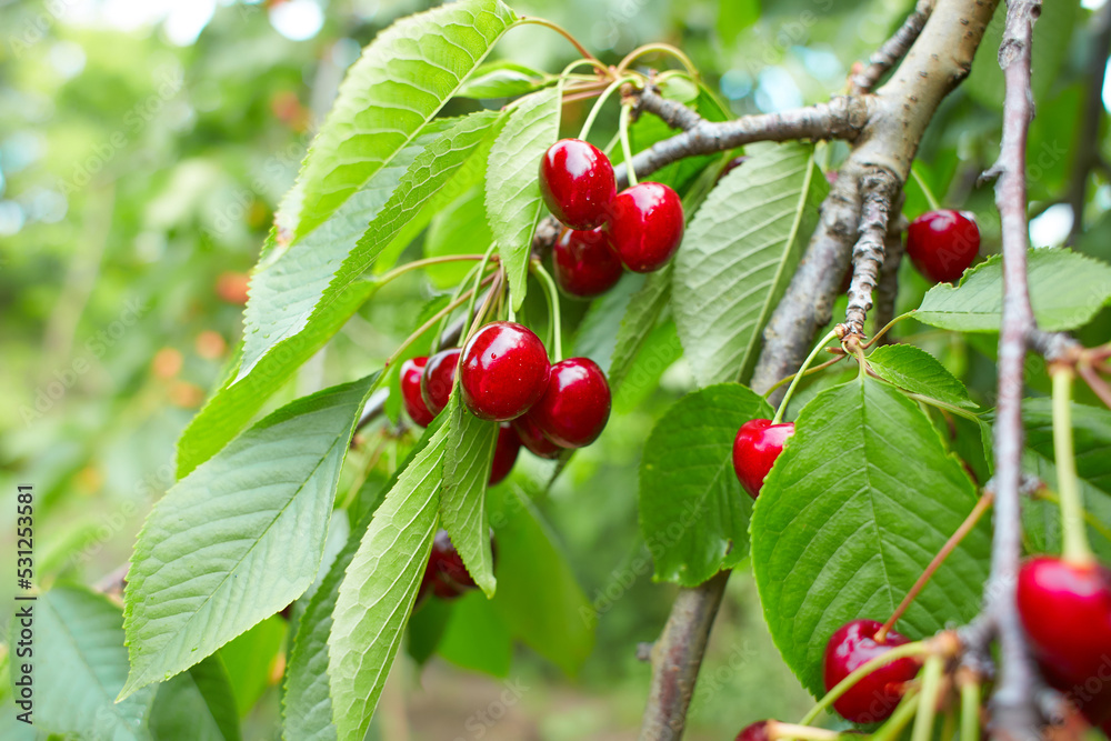Closeup of ripe dark red cherries hanging on cherry tree branch with blurred background
