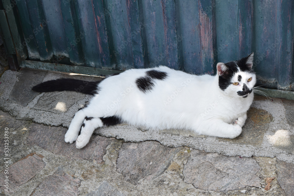 a black and white cat is lying on the street