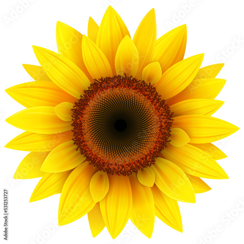 Sunflower flower isolated, ...