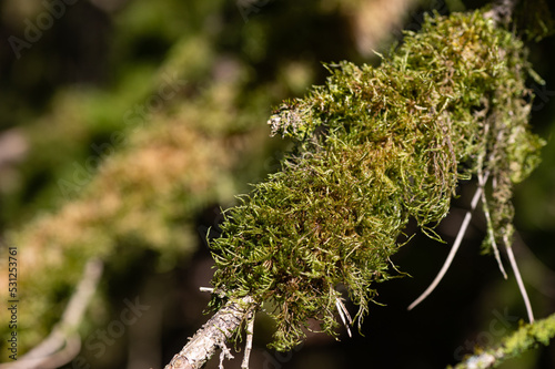 Hypnum cupressiforme - Cypress-leaved plaitmos - Hypnum moss - Hypne cyprès photo