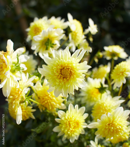 Close up of yellow asteraceae dahlia 