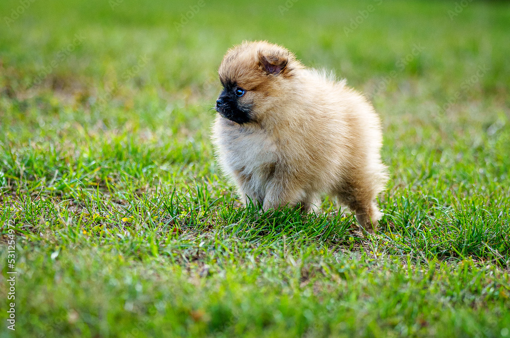 Spitz nain 3mois Spitz nain 3mois