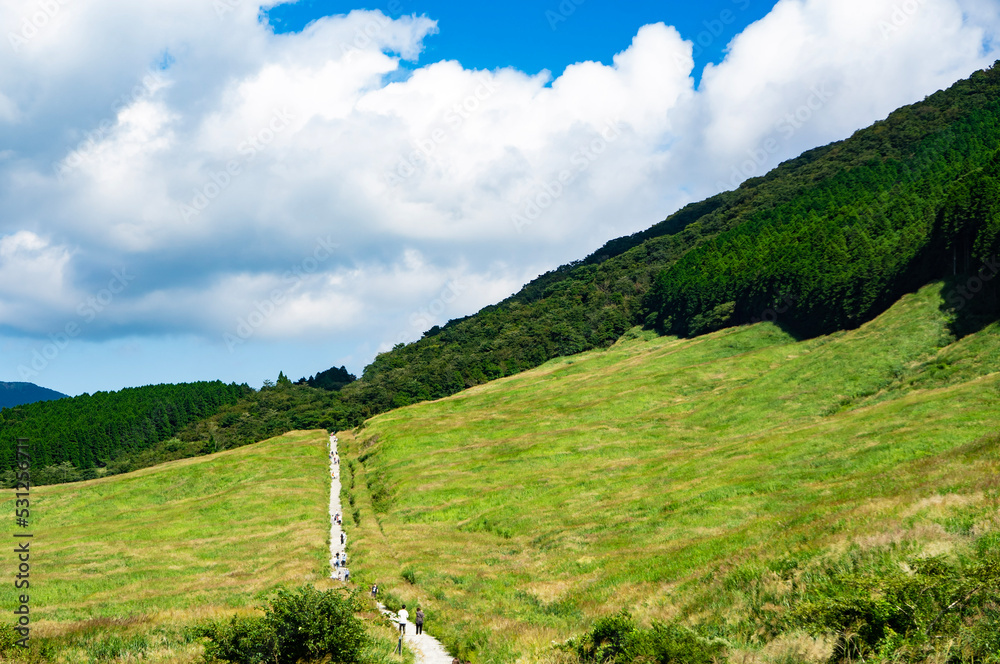 Obraz premium 箱根仙石原のススキ