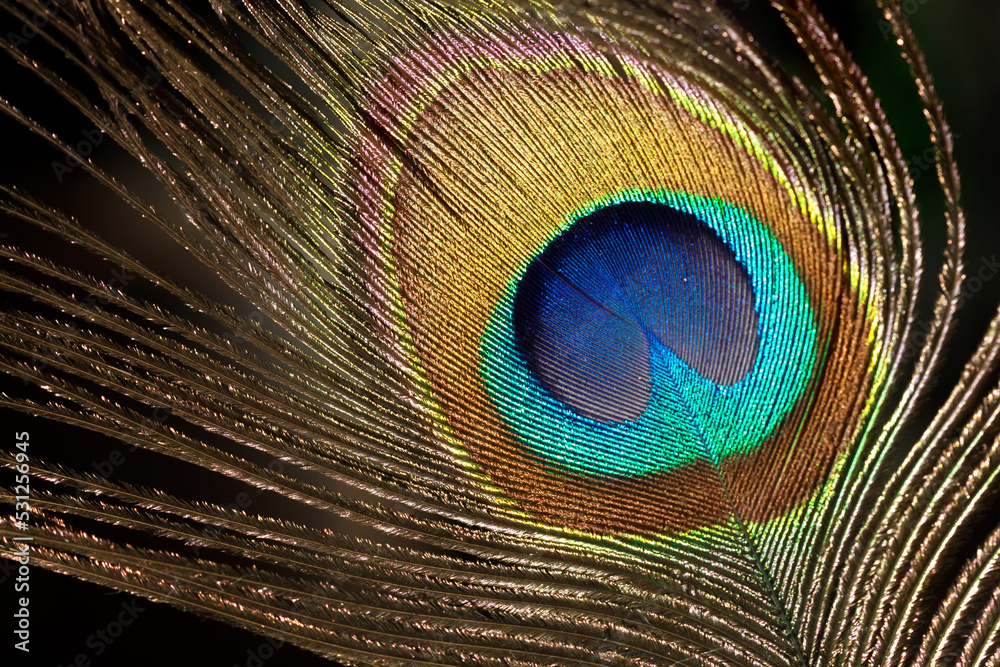 Fototapeta premium Shining Ppeacock feather fragment. Macro shot.