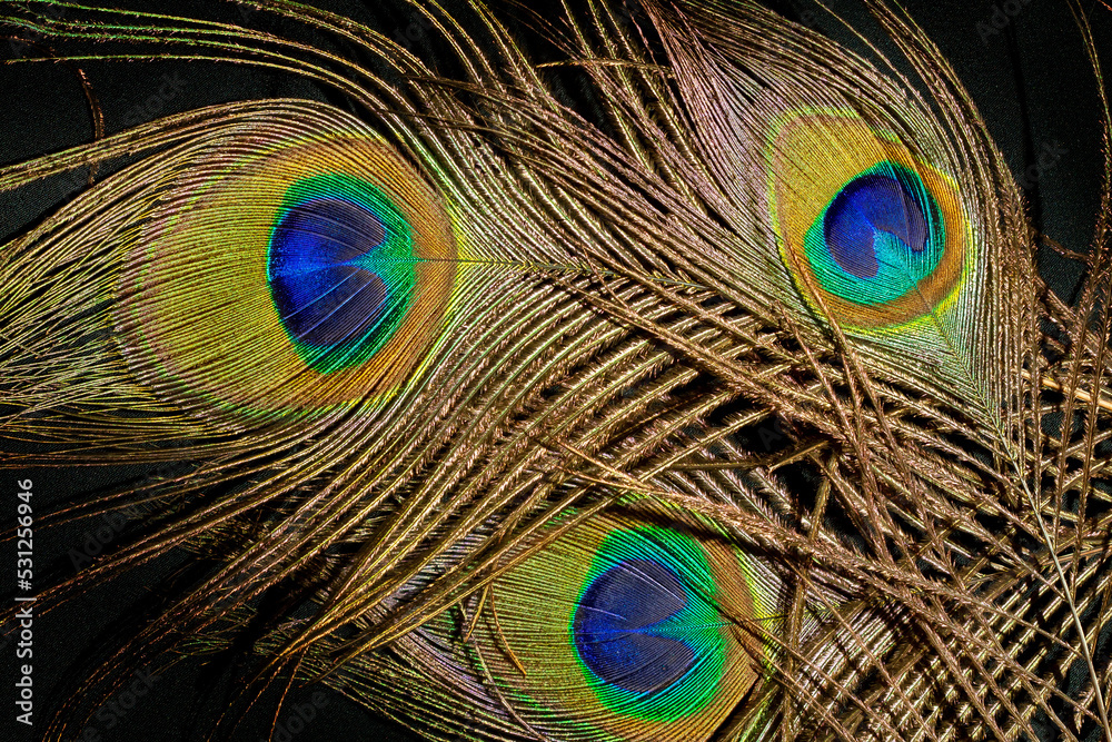 Fototapeta premium Shining Ppeacock feather fragment. Macro shot.