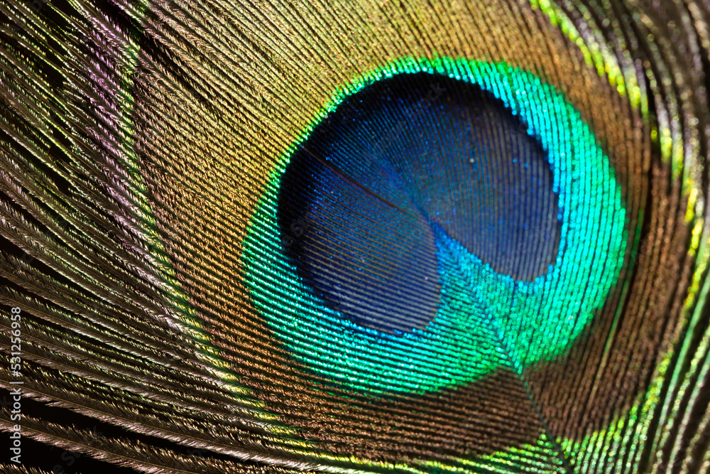 Fototapeta premium Shining Ppeacock feather fragment. Macro shot.