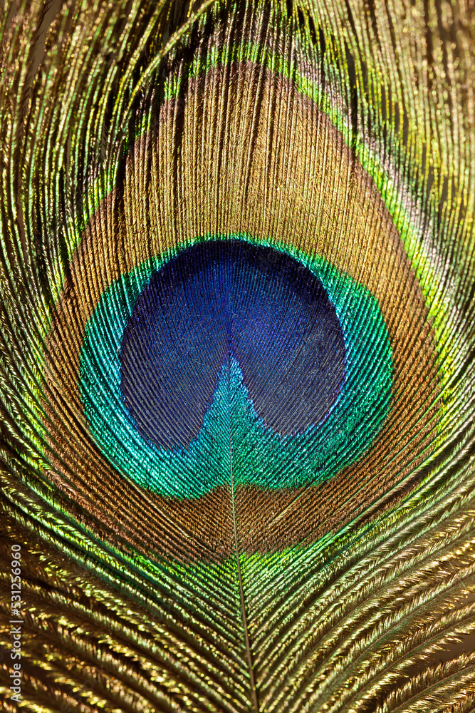Fototapeta premium Shining Ppeacock feather fragment. Macro shot.