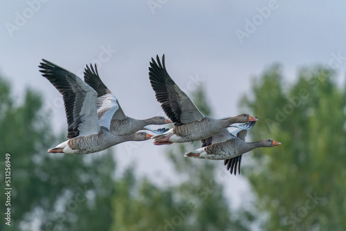 Greylag Goose  Anser anser   in flight. Gelderland in the Netherlands.                               