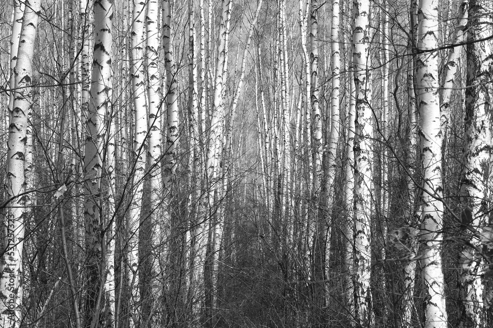 Beautiful birch trees autumn Beautiful birch trees autumn