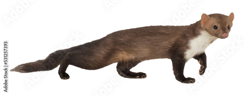Stone marten or Beech marten (Martes foina), PNG, isolated on transparent background photo