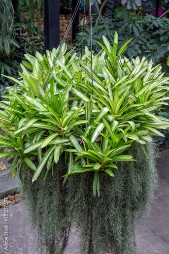 Neoregelia hybrid Bromeliads on display in a tropical garden setting in Thailand