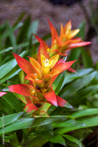Guzmania hybrid Bromeliads on display in a tropical garden setting 