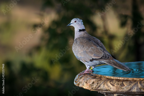 Eurasian collared dove (Streptopelia decaocto).