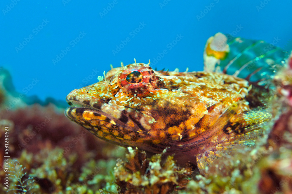 Ταπετσαρία Close up of brown coralline sculpin
