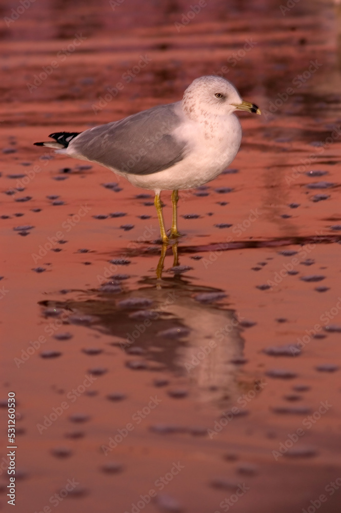 Seagull on Beach Seagull on Beach