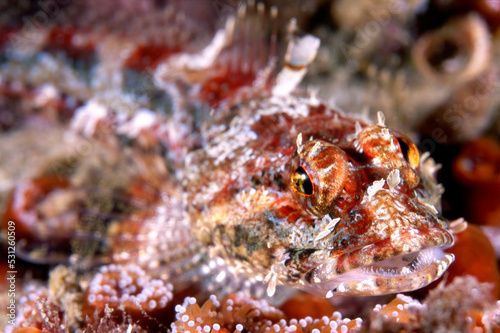 Close up of red coralline sculpin