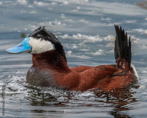 Ruddy duck swimming in water - Oxyura jamaicensis photo