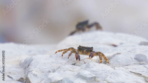 Pachygrapsus marmoratus is a species of crab, sometimes called the marbled rock crab or marbled crab, which lives in the Black Sea, the Mediterranean Sea and parts of the Atlantic Ocean. photo