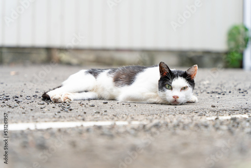 警戒するカメラ目線の野良猫