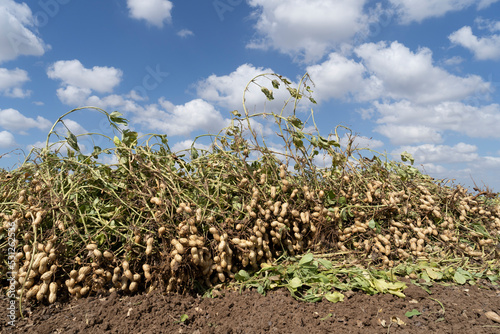 Peanuts in a field in harvest and peanut collection
