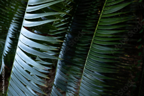 Tree Palm leafs pattern for nature background.