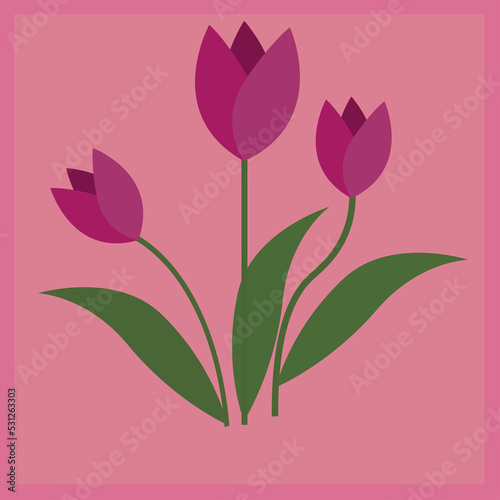 colorfull tulip blooms  for design