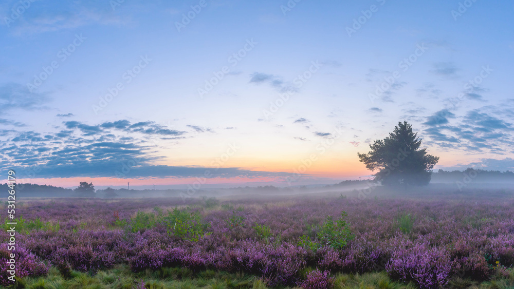 Obraz premium Mehlinger Heide