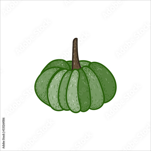Handdrawn green pumpkin on a white background