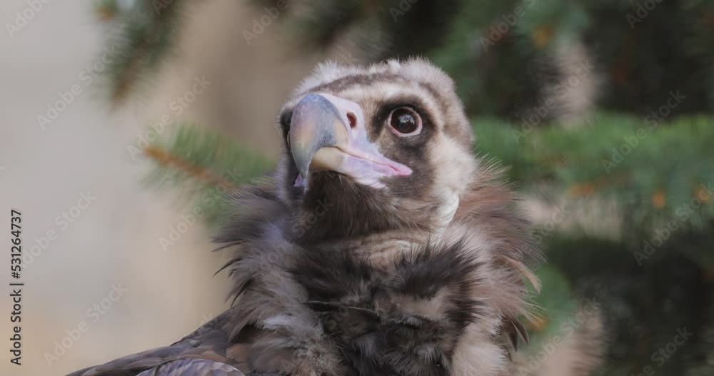 Cinereous vulture (Aegypius monachus) is a large raptorial bird that is distributed through much of temperate Eurasia. It is also known as the black vulture, monk or Eurasian black vulture.