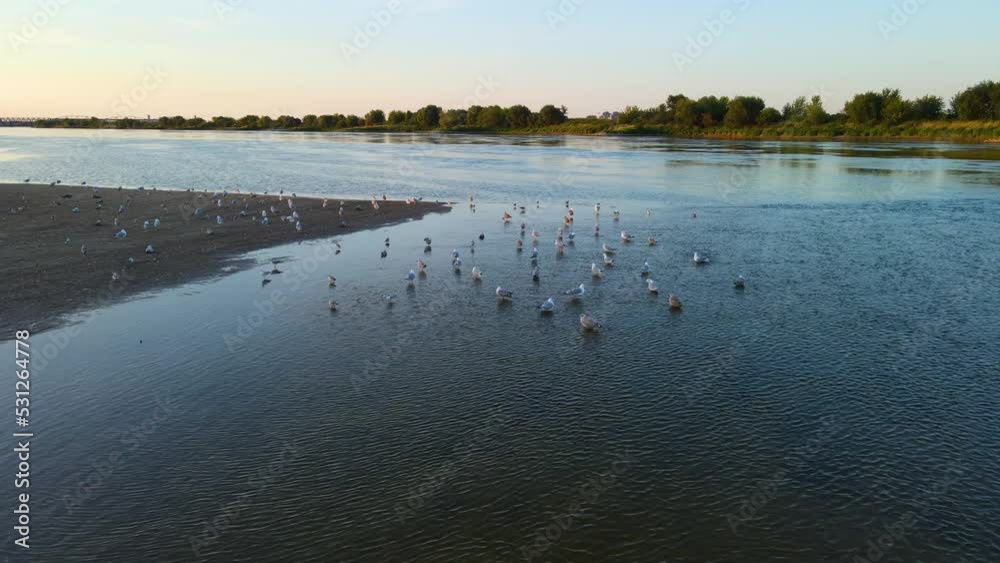 Aerial shot with movement forwards very close to pond full of seagulls birds on river. Wildlife scenic nature landscape Aerial shot with movement forwards very close to pond full of seagulls birds on river. Wildlife scenic nature landscape