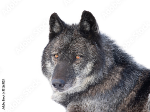 canadian black wolf isolated on white background © fotomaster