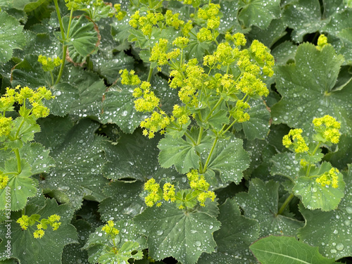 Lady's Mantle, Alchemilla xanthochlora photo