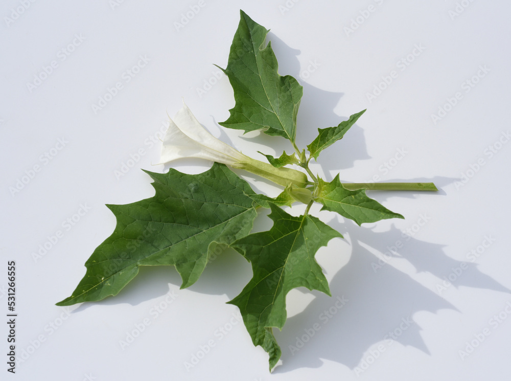 Fototapeta premium Thorn apple, Datura Stramonium