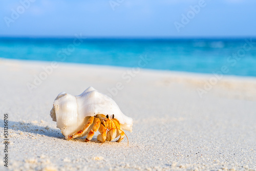 Small hermit crab with white shell on a tropical beach photo
