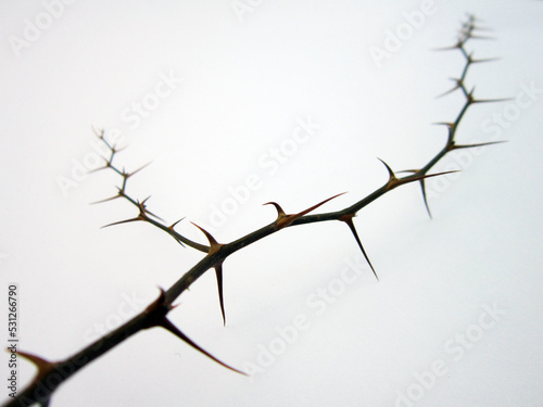 Obraz na plátně branches with thorns