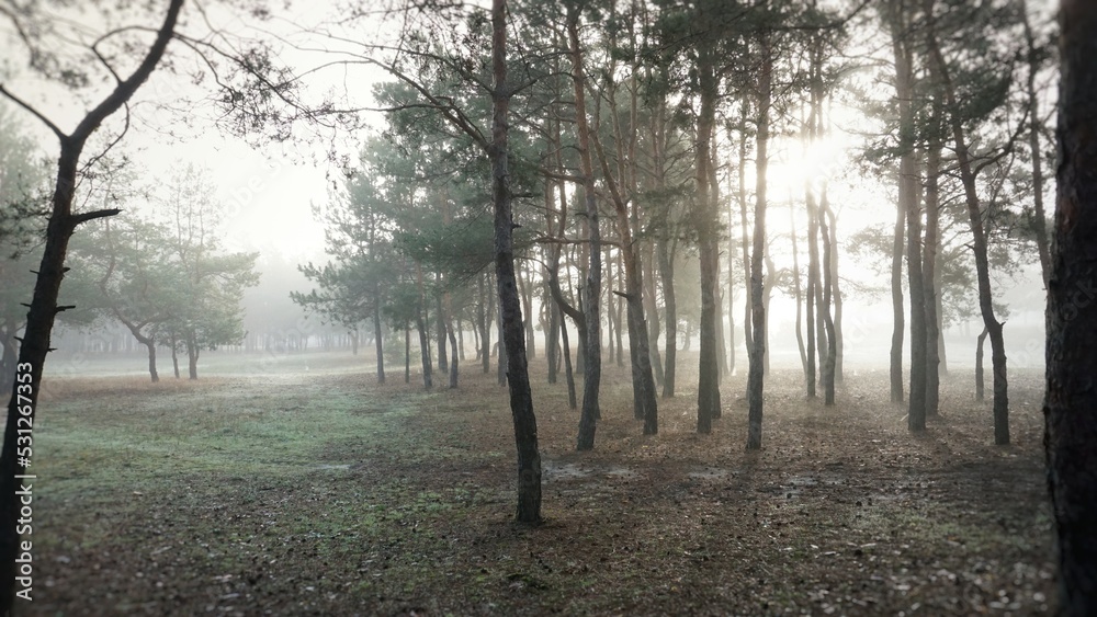 Strong, large, dense fog in the forest